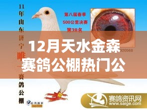 12月天水金森赛鸽公棚热门公告解析与观点探析
