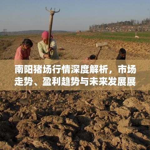 南阳猪场行情深度解析，市场走势、盈利趋势与未来发展展望